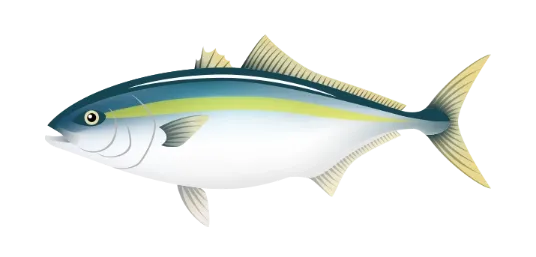 amberjack