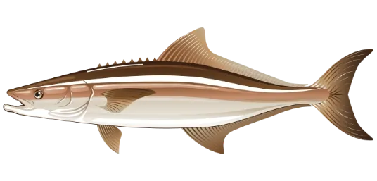 cobia