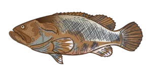 grouper