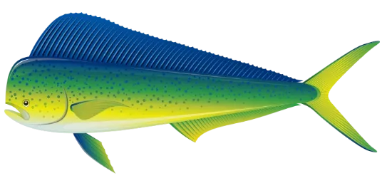 mahi-mahi