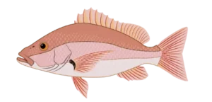 red snapper