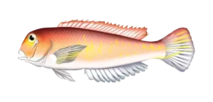 tilefish